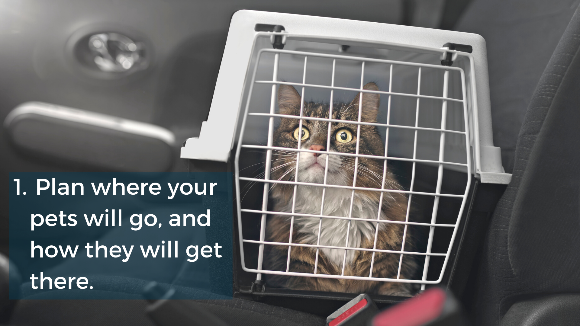 Know where your pet will go and how they will get there.