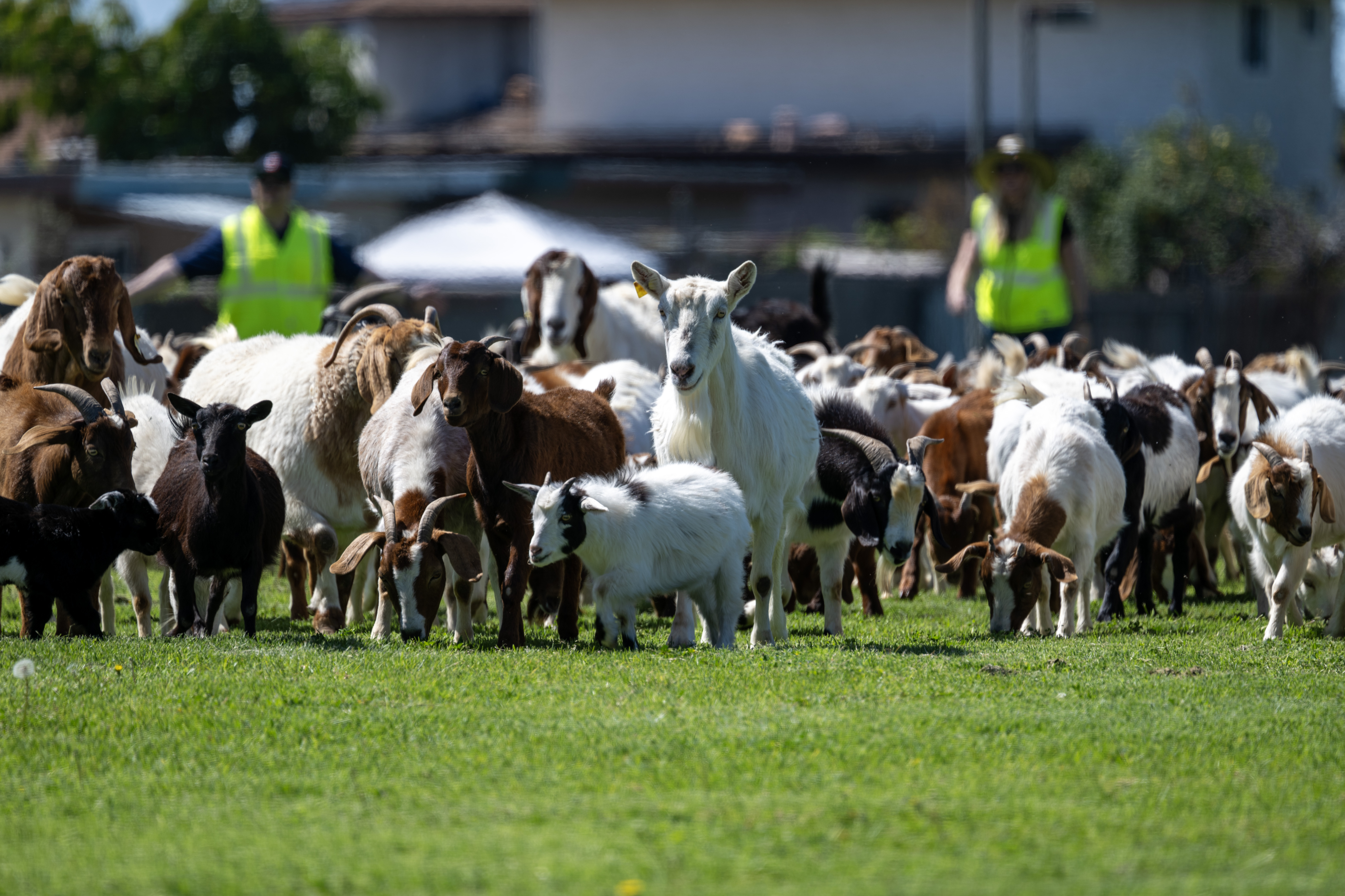 Goat grazing event in Chula Vista