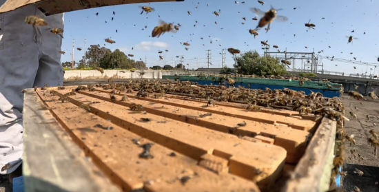 SDG&E Partnership with We Save Bees Does Just That 