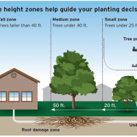 Planting the Right Tree in the Right Place is your Key to a Safe Arbor Month