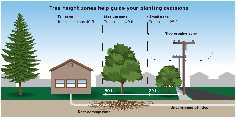 Planting the Right Tree in the Right Place is your Key to a Safe Arbor Month