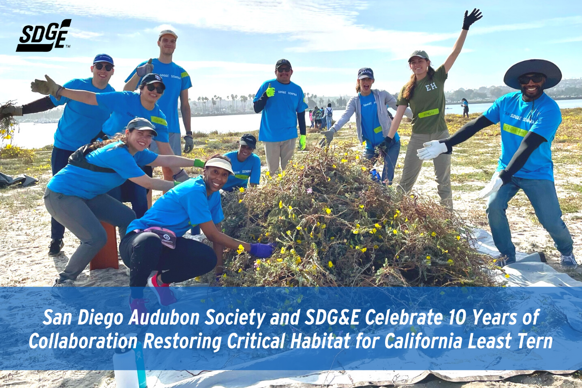San Diego Audubon Society and SDG&E Celebrate 10 Years of Collaboration Restoring Critical Habitat for California Least Tern