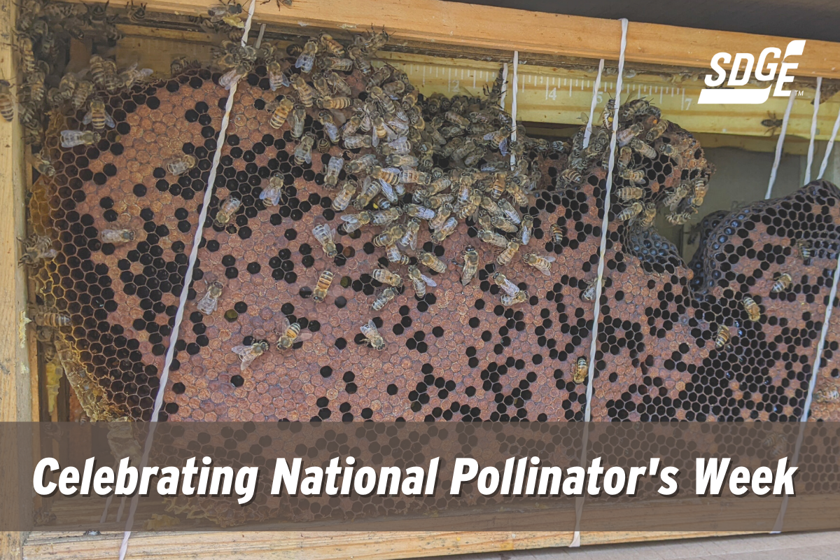 National Pollinator’s Week: Protecting Our Region’s Biodiversity