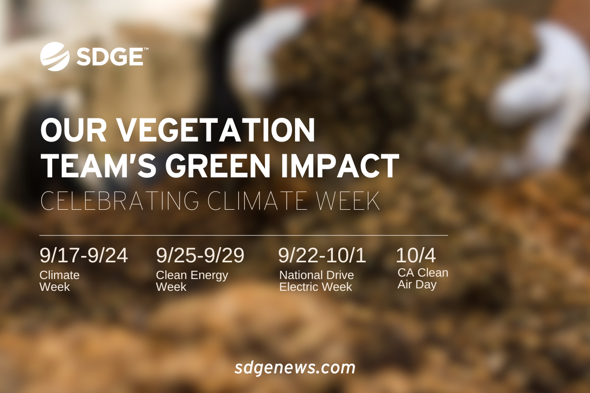 Climate Week: Our Vegetation Team's Green Impact