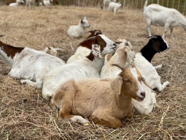 SDG&E Pilots Goat Grazing Program to Help Clear Brush and Prevent Wildfires 