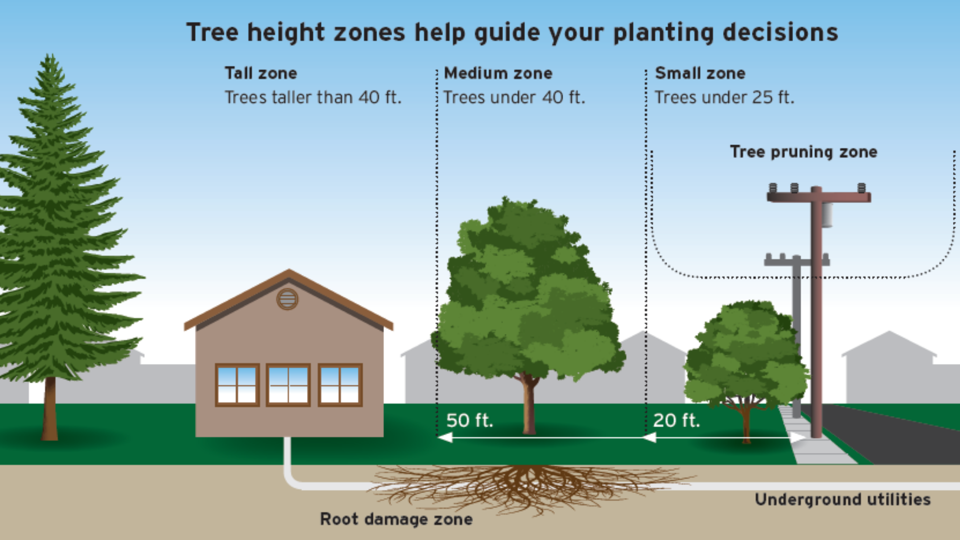 Tree Infographic