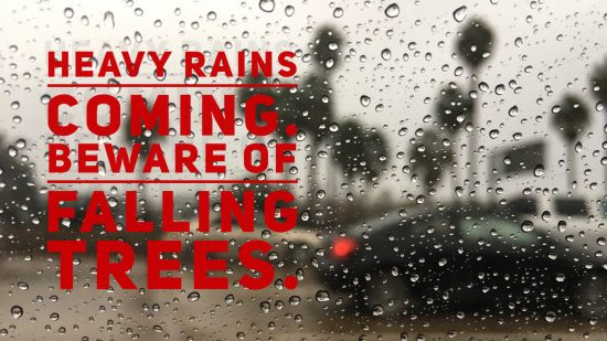 Rain falling on a street with car traffic and trees in the background