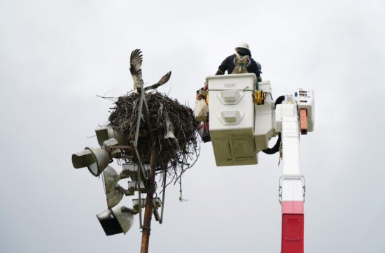 SD Humane Society and SDG&E Team Up to Rescue Tethered Osprey in Ocean Beach