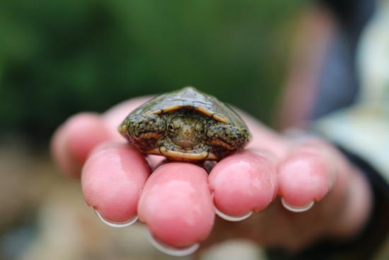 Image of a turtle in hand.