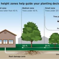 Top 3 Tips for Pruning and Planting Trees at Home