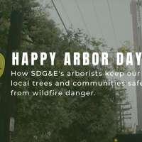 Arbor Day: SDG&E’s Arborists Work to Keep Local Trees and Communities Safe